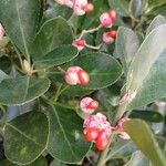 Euonymus japonicus Ffrwyth