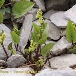 Dioscorea pyrenaica Habit