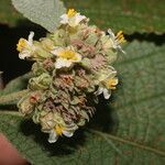 Waltheria glomerata