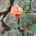 Callianthe picta Flower