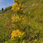 Gentiana luteaFlor