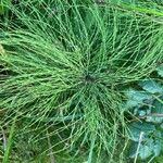 Equisetum sylvaticumFolla