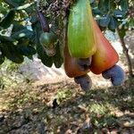 Anacardium occidentale फल