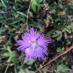 Dianthus hyssopifolius Květ