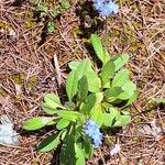 Myosotis alpestris Хабит