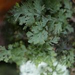 Hymenophyllum polyanthos Folha