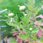 Chrysanthemum indicum 葉