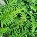 Polypodium interjectum ഇല