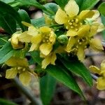 Prinsepia uniflora പുഷ്പം