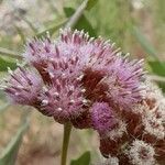 Tessaria absinthioides Flor