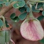 Crotalaria aculeata