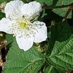 Rubus caesiusFlower