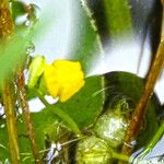 Utricularia stellaris Λουλούδι