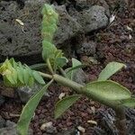 Euphorbia comosa ᱛᱟᱦᱮᱸ