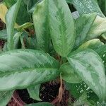 Aglaonema nitidum ഇല