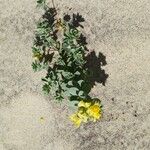 Linaria thymifolia Flor