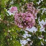 Lagerstroemia indica花