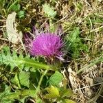 Cirsium acaulon अन्य