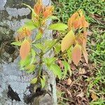 Cinnamomum burmanni Blad