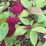 Amaranthus caudatus Агульны выгляд