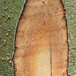 Greenwayodendron suaveolensBark