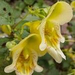 Impatiens urticifolia Maua