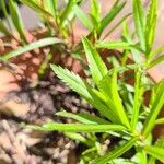 Achillea ptarmicaList