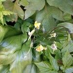 Erythronium revolutum Flower