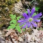 Anemone apennina Flower