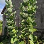 Calotropis procera Feuille