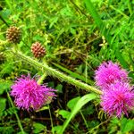 Mimosa diplotricha Λουλούδι