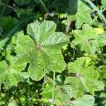 Malva nicaeensis Leaf