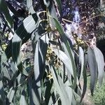 Eucalyptus camaldulensis List