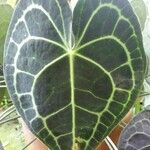 Anthurium clarinervium Yaprak