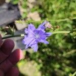 Cichorium endivia फूल
