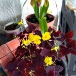 Oxalis hedysaroides Цветок