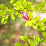 Cavendishia capitulata Flower