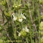 Sideritis arborescens Other