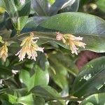 Sarcococca orientalisᱵᱟᱦᱟ