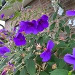 Tibouchina urvilleana Blüte