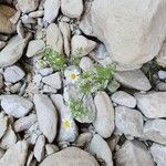 Anthemis arvensis Habit