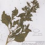 Chenopodiastrum murale Habit