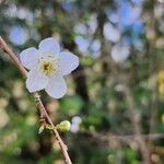 Prunus cerasusFlower