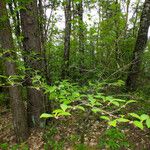 Prunus serotina Habitat