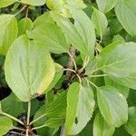 Rhamnus cathartica 葉