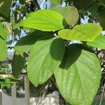 Cordia sebestena Leaf