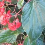 Begonia cucullata Lorea