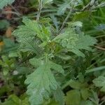 Jacobaea erucifolia Blatt