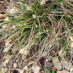 Carex humilis Õis