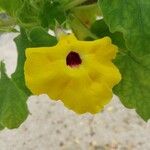 Uncarina decaryi Flower